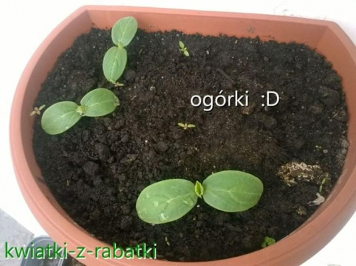 Obrazek