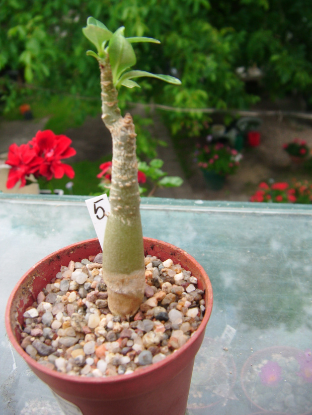 adenium