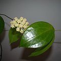 Hoya pottsii