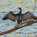 Kormoran na Jeziorku Kamionkowskim w Parku Skaryszewskim w Warszawie