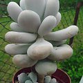 pachyphytum