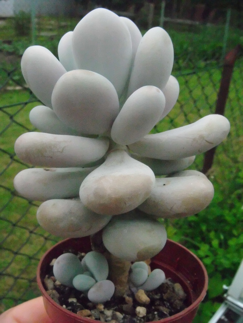 pachyphytum