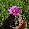 Thelocactus bicolor SB 424