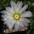 Gymnocalycium gibbosum AVF 1102