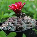 Gymnocalycium baldianum P 127