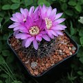 Gymnocalycium neuhuberi JO 779