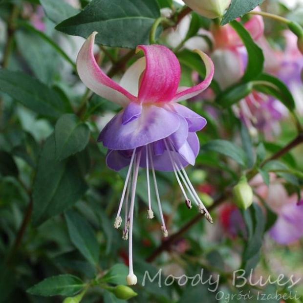 fuchsia Moody Blues #fuchsia #fuksje #kwiaty