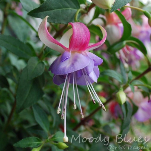 fuchsia Moody Blues #fuchsia #fuksje #kwiaty