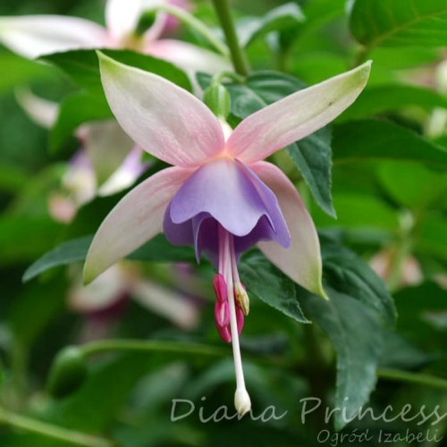 fuchsia Diana Princess #fuchsia #fuksje #kwiaty