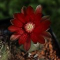 Gymnocalycium baldianum VS 125