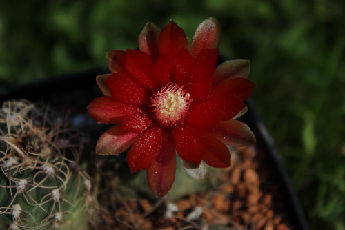 Gymnocalycium baldianum VS 125