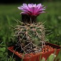 Gymnocalycium neububeri LF 10