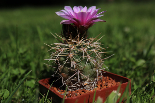 Gymnocalycium neububeri LF 10