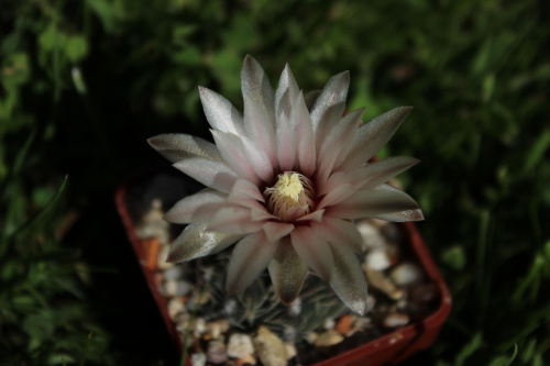 Gymnocalycium erinaceum KP 333