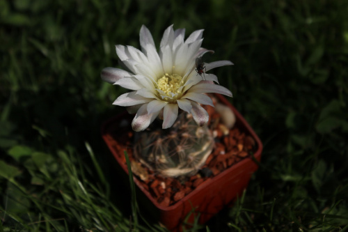 Gymnocalycium nataliae CH 1277