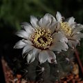 Gymnocalycium stellatum STO 99