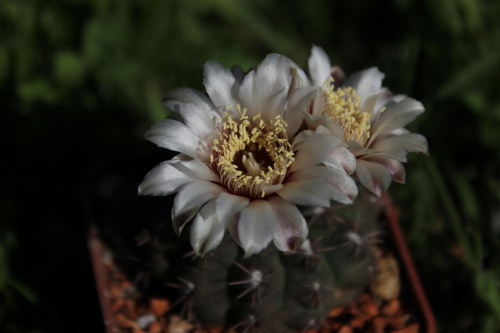 Gymnocalycium stellatum STO 99