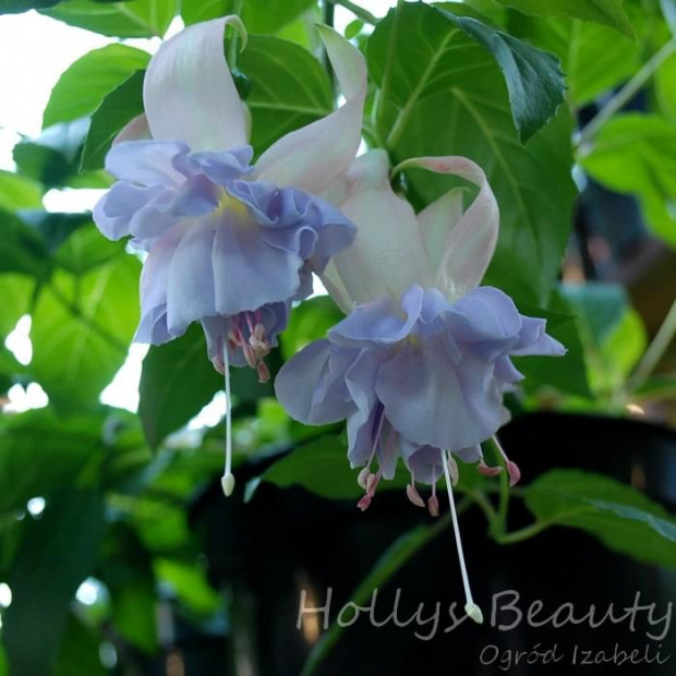 fuchsia Hollys Beauty #fuchsia #fuksje #kwiaty