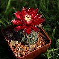 Gymnocalycium baldianum JO 339