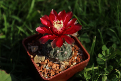 Gymnocalycium baldianum JO 339