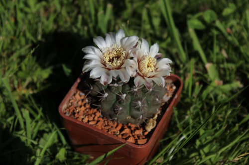 Gymnocalycium stellatum STO 99