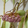 Hoya halophila