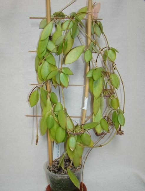 Hoya halophila