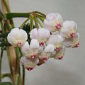 Hoya rotundiflora