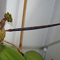 Hoya sp. Bangkok Red