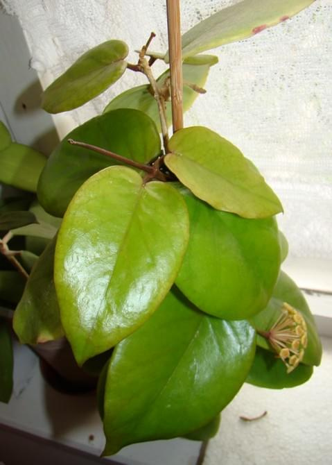 Hoya cardiophylla