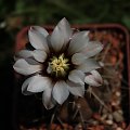 Gymnocalycium ochoterenae