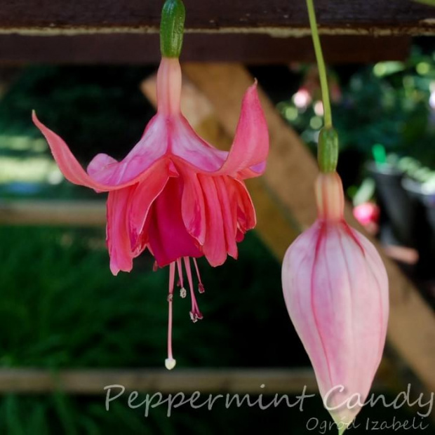 fuchsia Peppermint Candy #fuchsia #fuksje #kwiaty