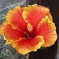 Hibiscus Tahitian Classy Lady