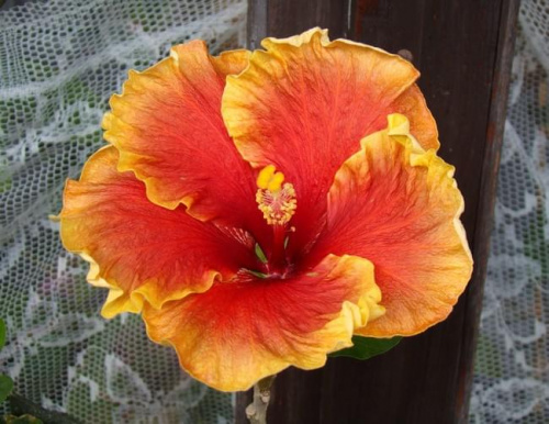 Hibiscus Tahitian Classy Lady