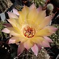 Echinopsis Noellers Hybride