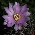 Gymnocalycium horridispinum