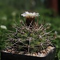 Gymnocalycium nigriareolatum P 132, North of El Portezuelo, Catamarca, Argentina 800m