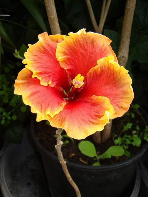 Hibiscus Tahitian Classy Lady