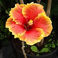 Hibiscus Tahitian Classy Lady