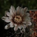 Gymnocalycium rhodantherum MT 07-249, Chaňarmuyo,Sierra De Famatina, La Rioja, Argentina, 1472