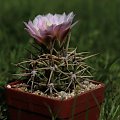 Gymnocalycium achirasense KL 025