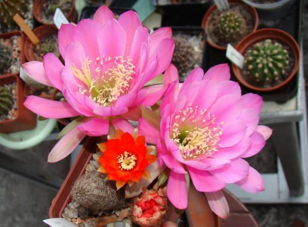 Chamaecereus i echinopsis hybr.