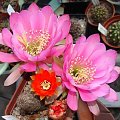 Chamaecereus i echinopsis hybr.