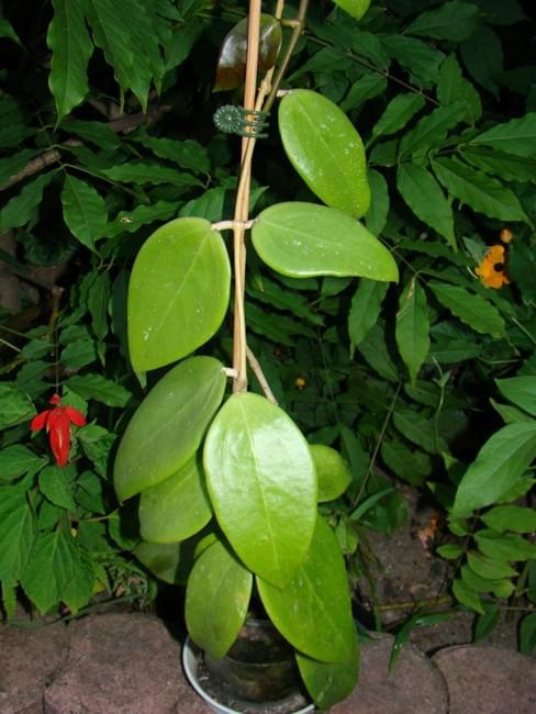 Hoya rigida?