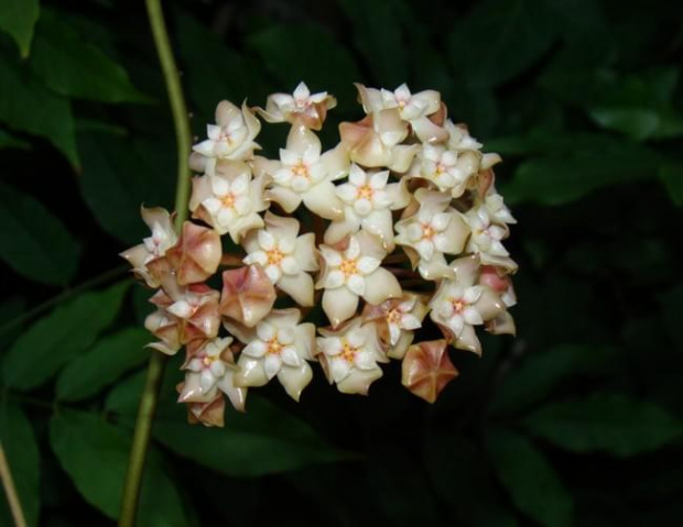 Hoya rigida?