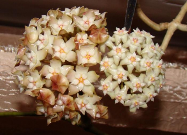 Hoya rigida? i sp. Bangkok Red