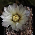 Gymnocalycium gibbosum var. schlumbergeri n.n.