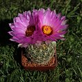 Thelocactus bicolor ssp. flavidispinus