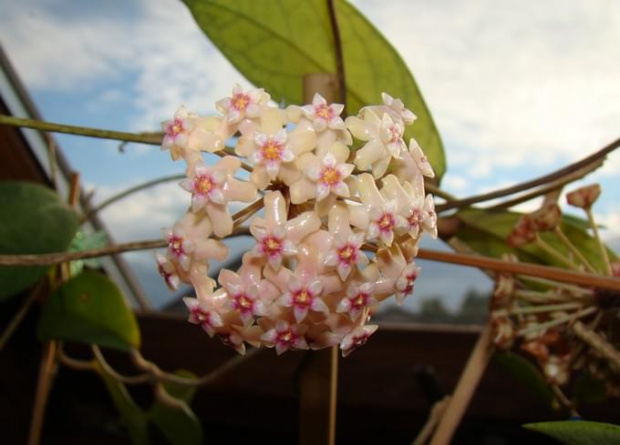 Hoya pallida (sp. Bogor)