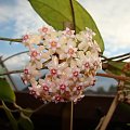 Hoya pallida (sp. Bogor)